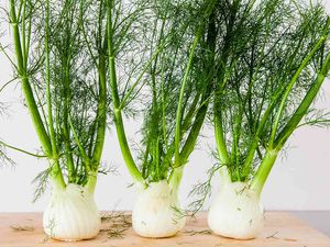 Three Bulbs of Fennel Lined Up on a Cutting Board
