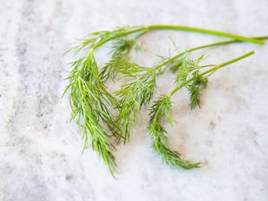 Bunch of Dill on the Counter 