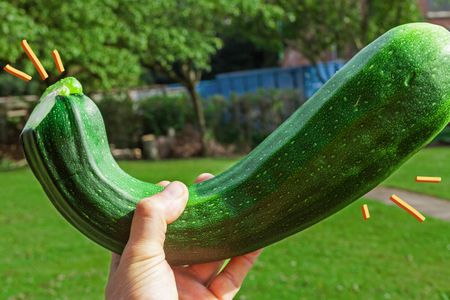 A hand holding a giant zucchini