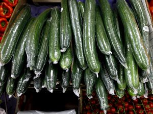 English cucumbers wrapped in plastic wrap